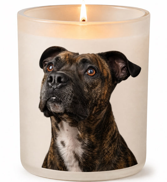 Staffy_Brindle