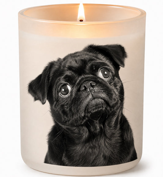 Pug_Black