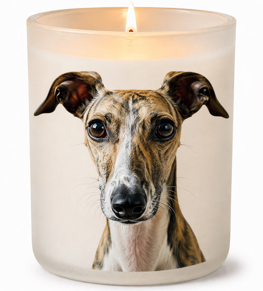 Whippet