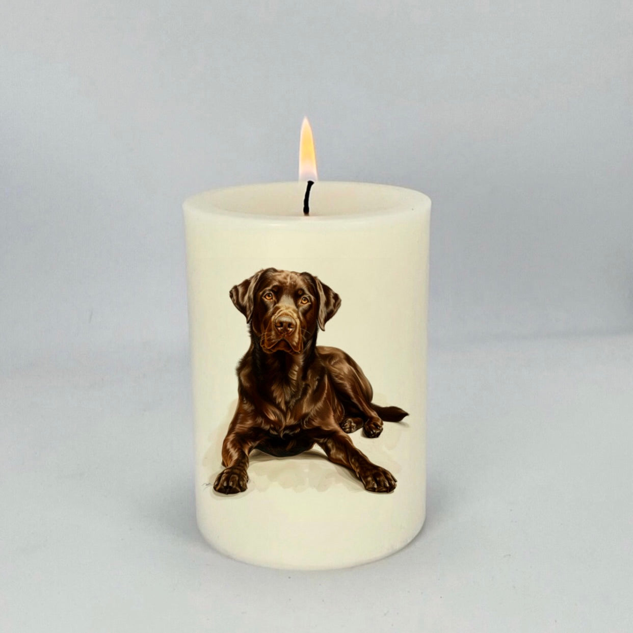 Labrador Chocolate