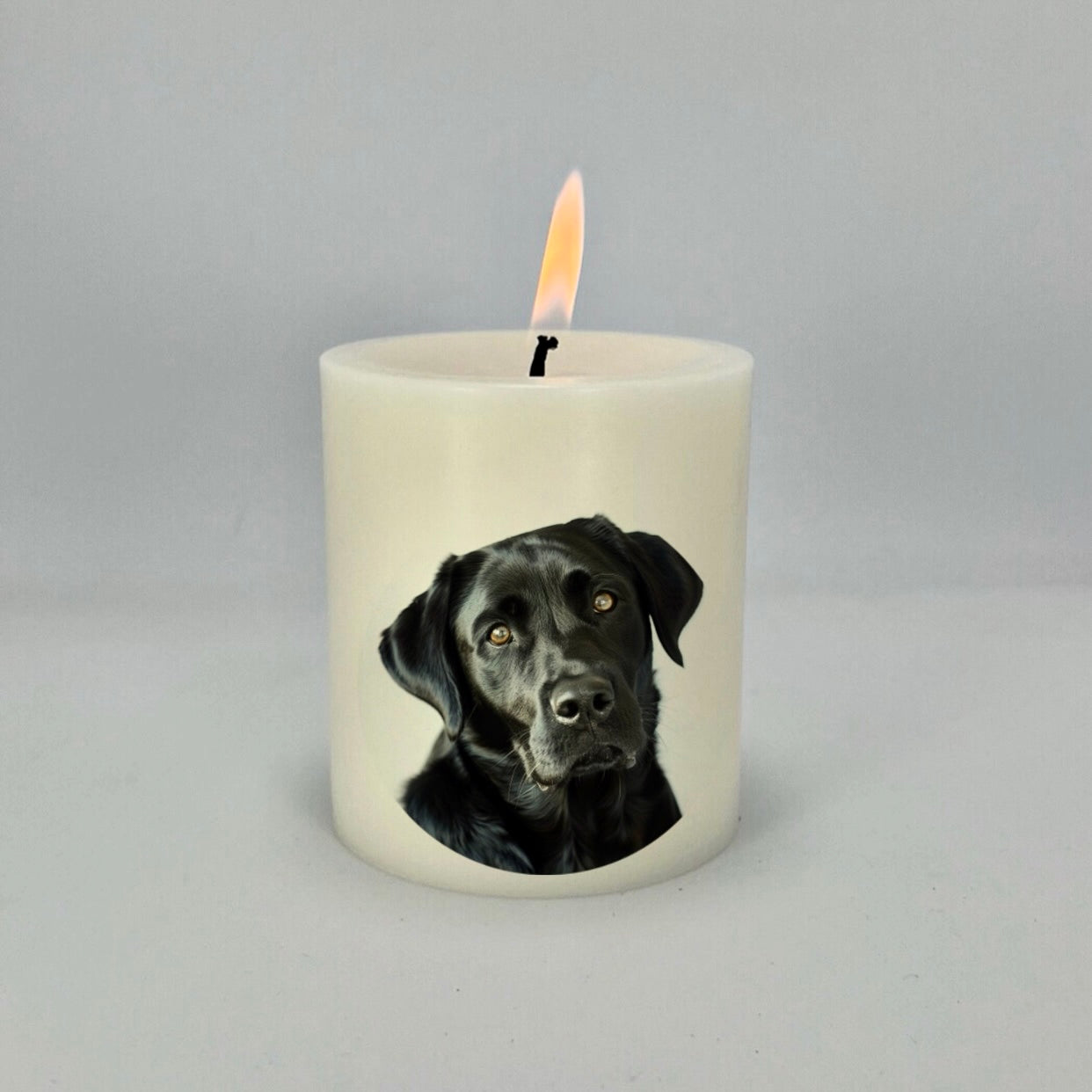 Labrador Black