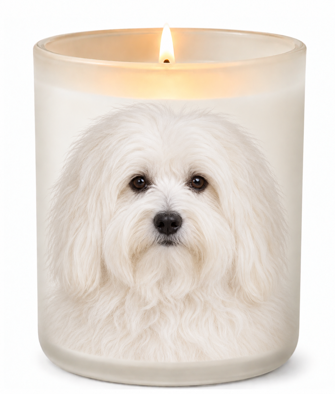 Coton de Tulear on a lit white 10oz glass candle