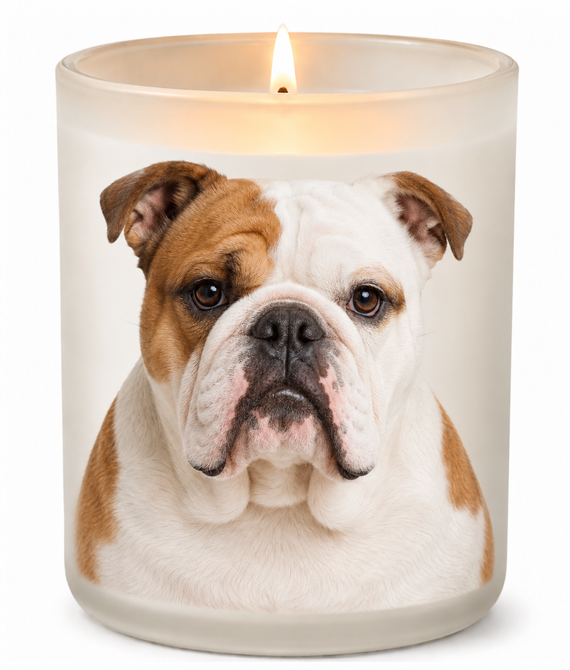 English Bulldog – Pied on a lit white 10oz glass candle